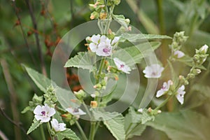 Close-p of marsh-mallow flowers with selective focus on foreground
