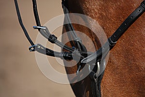 Close up of martingale on brown horse