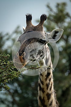 Close-up of Masai giraffe gnawing thornbush branch