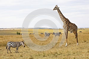 Close up of Masai or Kilimanjaro Giraffe, giraffa camelopardalis tippelskirchii, with common zebra, Equus quagga