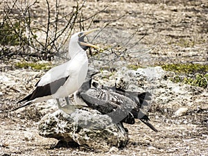 Close up of masked Boobie at Galapagos island of North Seymour