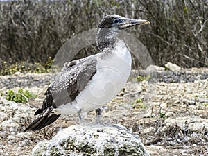 Close up of masked Boobie at Galapagos island of North Seymour