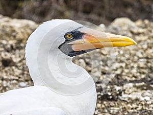 Close up of masked Boobie at Galapagos island of North Seymour