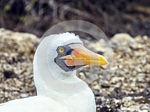 Close up of masked Boobie at Galapagos island of North Seymour