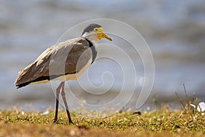 Close up of a Masked Lapwing Plover on the shore line in Sydney