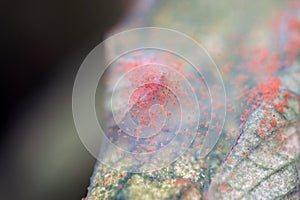 Close-up of a mass of Red spider mites