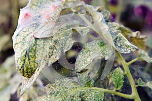 Close-up of a mass of Red spider mites photo