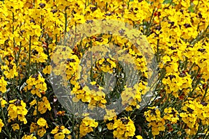 Close up mass of yellow wallflower, Cheiranthus cheiri