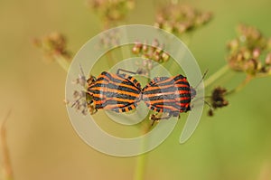 Close-up of mating bugs with red and black stripes.