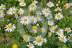 Close up of Matricaria chamomilla flowers, commonly known as chamomile, wild chamomile or scented mayweed a family of Asteraceae.