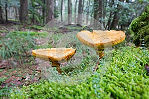 Close up of a mature edible Larch Bolete, Suillus grevillei