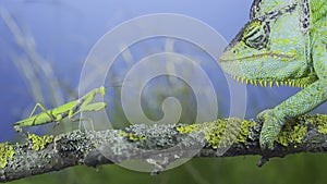 Close-up, Mature green Veiled chameleon looking curiously at praying mantis. Cone-head chameleon or Yemen chameleon Chamaeleo