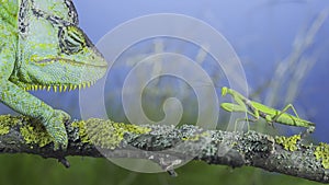 Close-up, Mature green Veiled chameleon looking curiously at praying mantis. Cone-head chameleon or Yemen chameleon Chamaeleo