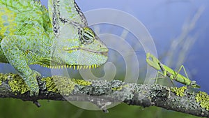 Close-up, Mature green Veiled chameleon looking curiously at praying mantis. Cone-head chameleon or Yemen chameleon Chamaeleo