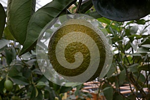 Close-up on mature orange in a tree photo