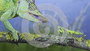 Close-up of mature Veiled chameleon hunts by shooting tongue at  praying mantis. Cone-head chameleon or Yemen chameleon Chamaeleo