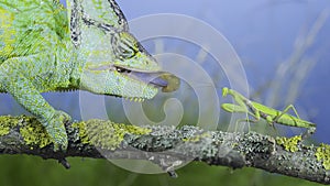 Close-up of mature Veiled chameleon hunts by shooting tongue at  praying mantis. Cone-head chameleon or Yemen chameleon Chamaeleo