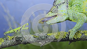 Close-up of mature Veiled chameleon hunts by shooting tongue at  praying mantis. Cone-head chameleon or Yemen chameleon Chamaeleo