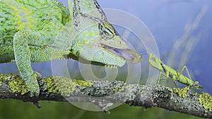 Close-up of mature Veiled chameleon hunts by shooting tongue at  praying mantis. Cone-head chameleon or Yemen chameleon Chamaeleo