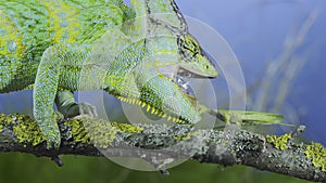 Close-up of mature Veiled chameleon hunts by shooting tongue at  praying mantis. Cone-head chameleon or Yemen chameleon Chamaeleo