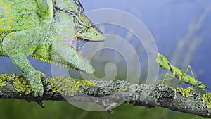 Close-up of mature Veiled chameleon stands with open mouth in front of a praying mantis. Cone-head chameleon or Yemen chameleon
