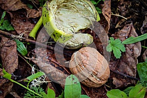 Close up of a mature walnut tree fell and knocked out of the green shell on the ground, among the dry leaves