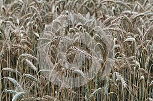 Close-up of maturing awns in the rye field