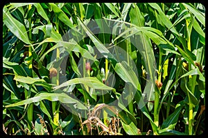 Close up of maturing corn field