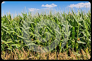 Close up of maturing corn field