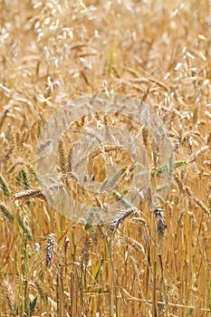 Close-up of maturing golden rye awns in the field in spring