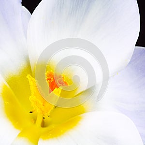 Close-up of mauve crocus flower