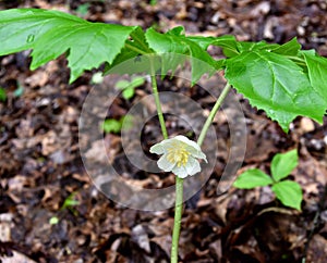 Close up of a mayapple flower and green leaves growing in a spring forest.