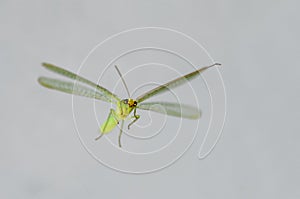 Close-up of mayfly in flight