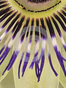 close-up of the mburucuya flower