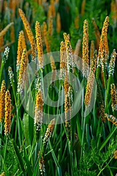 Close up of a meadow of blooming orange Alopecurus aequalis, a common species of grass known as shortawn foxtail or orange foxtail