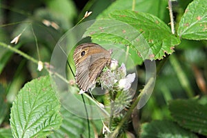 Close up of a meadow brown butterfly on a leaf in bright sunlight