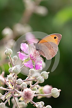 Close up of meadow brown butterfly maniola jurtina on a blackberry rubus blossom seen at Gargano National Park, Italy