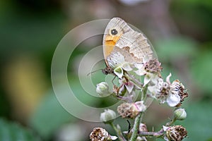 Close up of a Meadow Brown butterfly with wings closed perched on top of flower bud