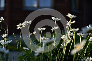 Close-up of meadow chamomile flowers, against the background of a dark brown wooden house. An airy artistic image.Space