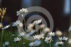 Close-up of meadow chamomile flowers, against the background of a dark brown wooden house. An airy artistic image.Space