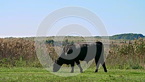 Close up, in meadow, on farm, big black pedigree, breeding bull is grazing. summer warm day. Cattle for meat production