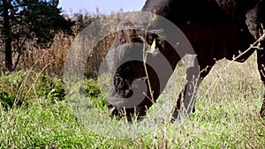 Close up, in meadow, on farm, big black pedigree, breeding bull is grazing. summer warm day. Cattle for meat production