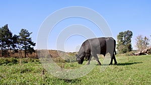 Close up, in meadow, on farm, big black pedigree, breeding bull is grazing. summer warm day. Cattle for meat production