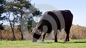 Close up, in meadow, on farm, big black pedigree, breeding bull is grazing. summer warm day. Cattle for meat production