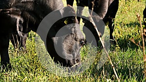 close up, in meadow, on farm, big black pedigree, breeding cows, bulls are grazing, eating grass. summer day. Cattle for