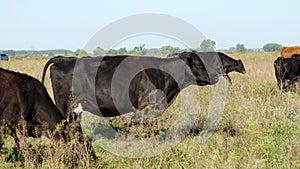 Close up, in meadow, on farm, big black pedigree, breeding cows, bulls are grazing. summer warm day. Cattle for meat