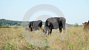 Close up, in meadow, on farm, big black pedigree, breeding cows, bulls are grazing. summer warm day. Cattle for meat