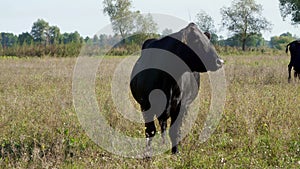 Close up, in meadow, on farm, big black pedigree, breeding cows, bulls are grazing. summer warm day. Cattle for meat