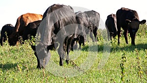 Close up, in meadow, on farm, big black pedigree, breeding cows, bulls are grazing. summer warm day. Cattle for meat