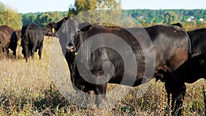 close up, in meadow, on farm, big black pedigree, breeding cows, bulls are grazing. summer warm day. Cattle for meat